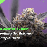 An image showcasing a Purple Haze cannabis bud with vibrant purple hues, illustrating its distinct qualities