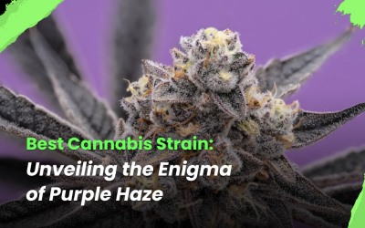 Best Cannabis Strain: Unveiling the Enigma of Purple Haze