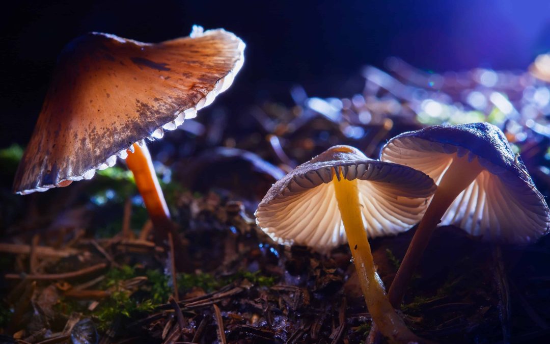 New Research Exploring Psychedelics as a Treatment for Anxiety in Cancer Patients