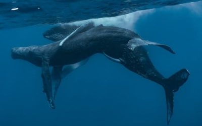 Scientists Discover Male Humpback Whales Having Gay Sex