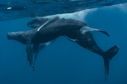 Scientists Discover Male Humpback Whales Having Gay Sex