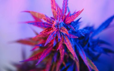 Washington To Do Away With 37% Medical Cannabis Tax