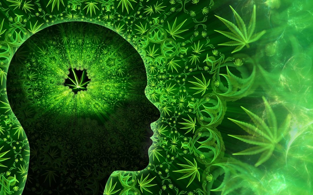 Study Finds Cannabis Users Have Lower Chance of Cognitive Decline