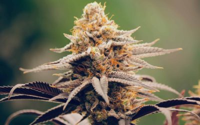 Australian Endometriosis Patients Find Relief Through MMJ Despite Cost Barriers