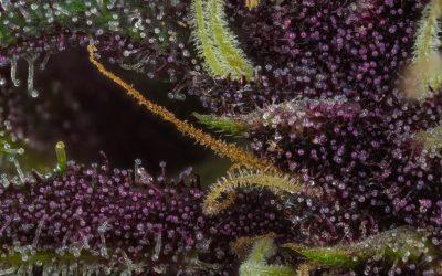 Ellen’s Bud Break: The Purple & Blue Pigments of Pot