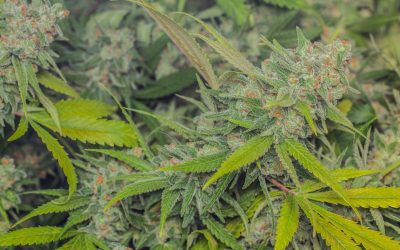 The Library of Cannabis