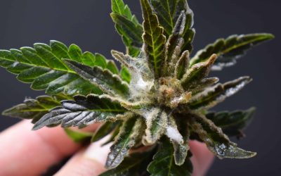 Cannabis Products Recalled in Arizona Over Possible Contamination
