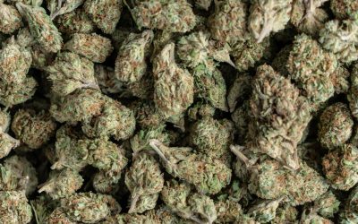 New York Cannabis Director Steps Down Amid Major Agency Overhaul