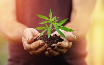 High Five: 5 Cultivation Styles