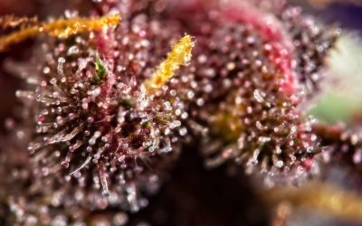 Alaska House of Representatives Approved Bill To Change Cannabis Taxes