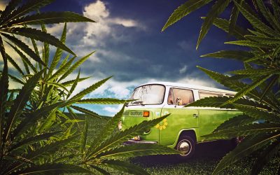 No Increase in DUI Among Young Adults After Pot Legalization in Washington