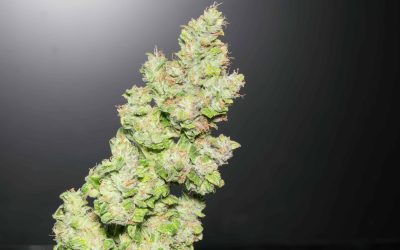 Department of Justice Publishes Proposed Rule in Federal Register To Reclassify Cannabis
