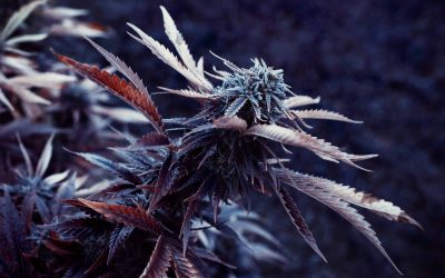 Arkansas Finance Department Shows Medical Cannabis Program Growth
