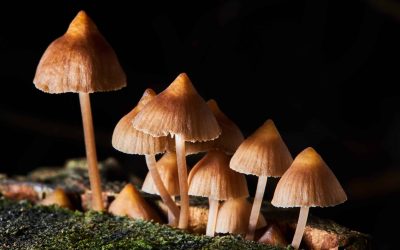 First Black, Woman-Owned Psilocybin Treatment Center Opens
