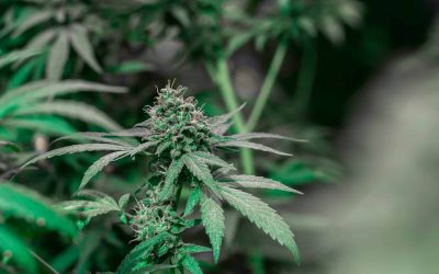 Adult-Use Cannabis Generates Over $20B in State Tax Revenue