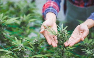Illinois Hemp Operators Call For Regulation Instead of Prohibition