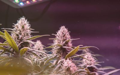 Government in Canada Proposes Amendments to Cannabis Law, Lifting Burdens