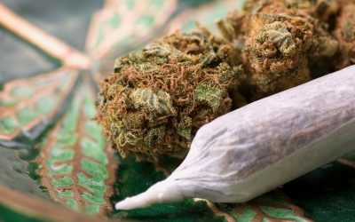 Leaders in Dallas, Texas Pursue Cannabis Decriminalization