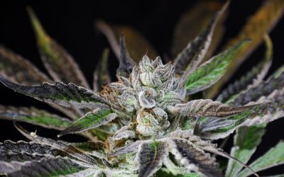 High Five: Five Health Organizations that Support Cannabis Research