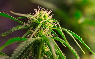 Advocates in Nebraska Still Need Signatures for Medical Cannabis Initiative