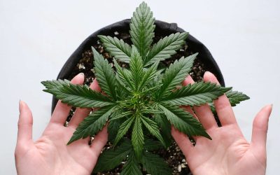 New York Cannabis Agency Announces Cultivation Rules, License Updates