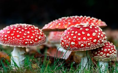 Rise in Amanita Muscaria Shroom Use Worries Researchers