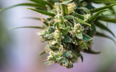 Minnesota Regulators Destroy $278,000 Worth of Cannabis Flower