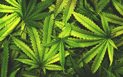 Massachusetts Lawmakers Push Intoxicating Hemp Regs to 2025