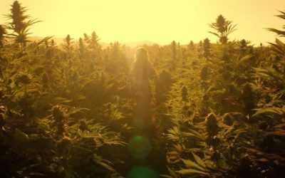 ‘Trim Season’ Director Ariel Vida Brings Bud and Witchcraft Together