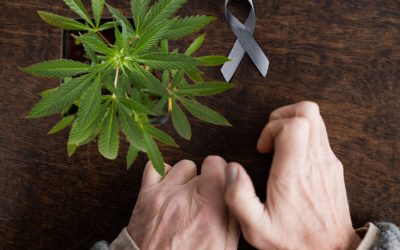 Parkinson’s Patients are Self-Medicating with Cannabis, and Seeing Good Results!
