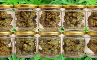 Cannabis Curing Systems – How to Automate Your Curing Process for the DIY Grower