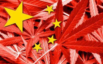 Inside a Chinese Run Illegal Cannabis Farm – The Human Cost of Marijuana Prohibition