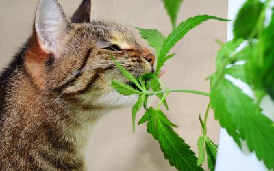How Do I Keep My Cat and Dog Away from My Marijuana Plants?