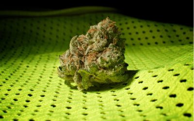 Not Just THC for Cancer, New Studies Show Terpenes Have Cancer-Fighting Properties, Too!