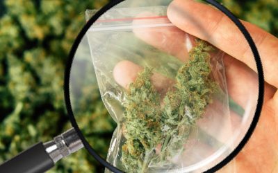 JD Vance Says There’s Fentanyl in Our Teens’ Bags of Marijuana, So Shouldn’t We Legalize and Regulate Cannabis ASAP for Safety?