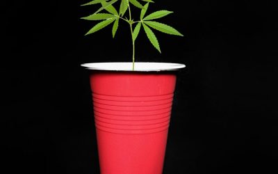 The Solo Cup Grow-lympics – A New Cannabis Grower Challenge Anyone Can Do!