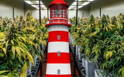 LightHousing – A Guide to Dispel Media Gaslighting of the Cannabis Plant