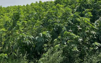 Hemp Seed Meal Approved for Chicken Feed