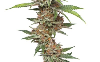 How to Know Which Plants to Grow