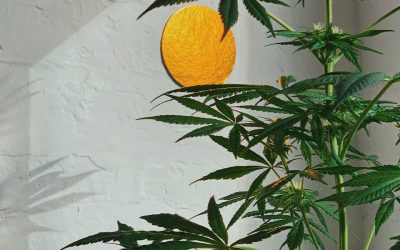 How to Set Up a Cannabis Home Grow