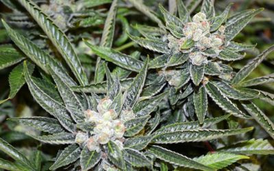Solstice Strains for Summer