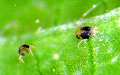 Spider Mites: Public Enemy #1 of the Indoor Garden
