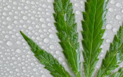 Wet Marijuana – How Do You Dry Out Your Wet Stash?