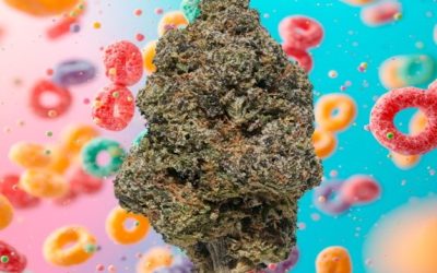 Black Tie’s Fruity Loops: The Top THCA Flower at High Times Hemp Cup