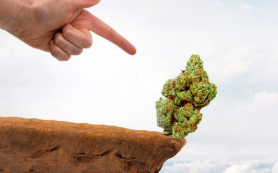 The Price of Cannabis Could Drop Over 50% with Full Federal Legalization? Margins are Bad Now, But Could Get Worse!