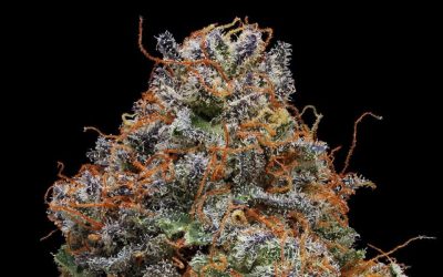 Strain Review: Blackberry Kush