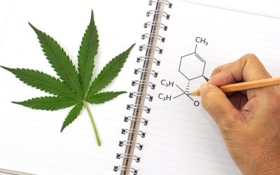 Buying Weed Based on the Highest THC Levels? – You Are Doing it Wrong, Look For This Instead!