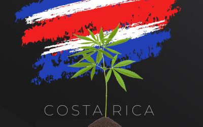 No Recreational Cannabis in Costa Rica – High Court Strikes Down Recreational Weed Ballot Referendum