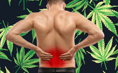 Got Lower Back Pain? Try Some Cannabis Edibles – New Study Sheds Light on Why Marijuana Edibles Work Well for Lower Back Pain