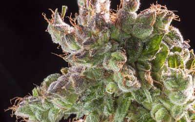 Cannabis for Christmas: Strains to Celebrate the Season